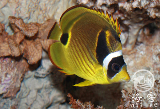 月眉蝶 商品图2