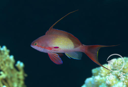 蓝眼宝石（公） 商品图4