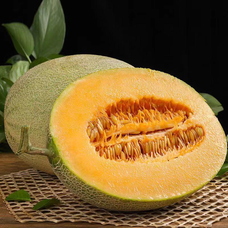 25号晓蜜瓜 皮薄 个大 糖分高 一件16斤左右