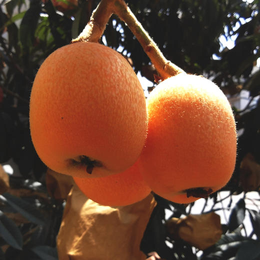 米易五星枇杷，果肉细腻，个大饱满，皮薄肉厚，清甜多汁 商品图5