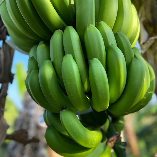 云南威尼斯香蕉  自然成熟  香甜软糯  果质细腻 现摘现发原生态 老人小孩放心吃 收货后需催熟3-5天 商品图3