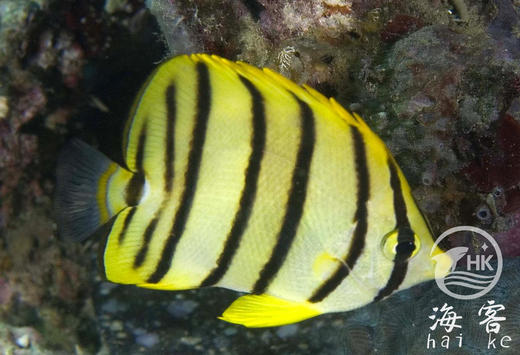 八间蝶 商品图3