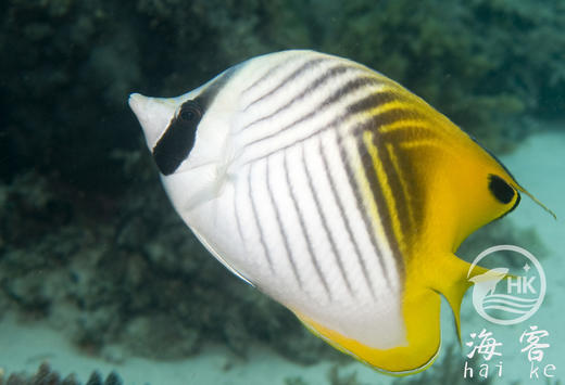 人字蝶 商品图2