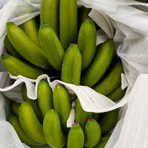 云南威尼斯香蕉  自然成熟  香甜软糯  果质细腻 现摘现发原生态 老人小孩放心吃 收货后需催熟3-5天 商品图4