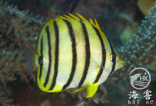 八间蝶 商品图1