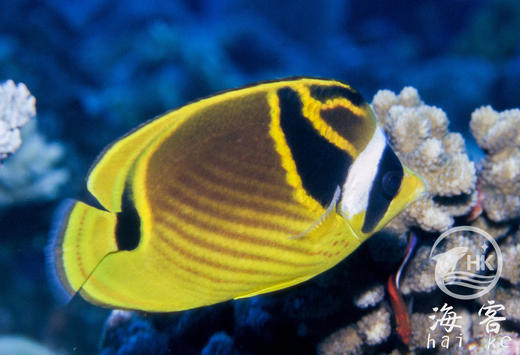 月眉蝶 商品图0