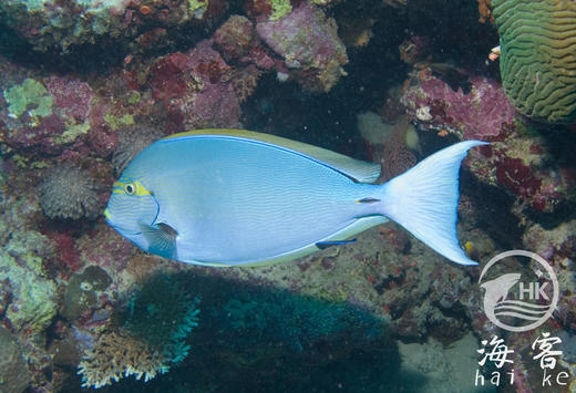 西瓜吊 商品图0