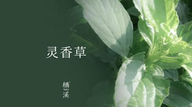 灵香草——生无香气，干后异香扑鼻 | 植物小课堂 002