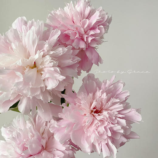 进口品种芍药花佩尔5支 商品图5