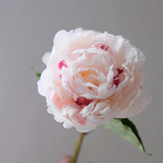 雪原红心芍药花买5支 商品图7