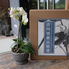 《清四僧册页精选》，100幅，285mm×380mm，单面印刷，浙江人民美术出版社2022年版，定价300，售价240元。

“四僧”， 石涛（原济）、八大山人（朱耷）、髡残（石溪）和渐江（弘仁）四位