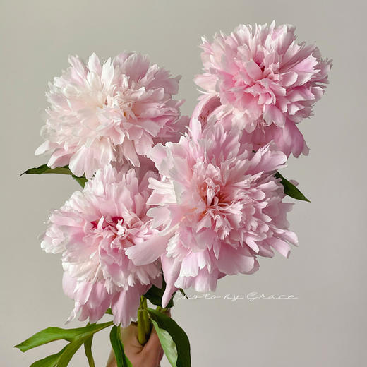 进口品种芍药花佩尔5支 商品图3