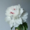 精品花材嘉年华芍药5支 商品缩略图8