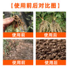 土老板腐植酸腐殖酸矿源黄腐酸钾改良土壤生根养根水溶肥冲施肥 商品缩略图6