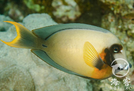 柠檬吊 商品图2