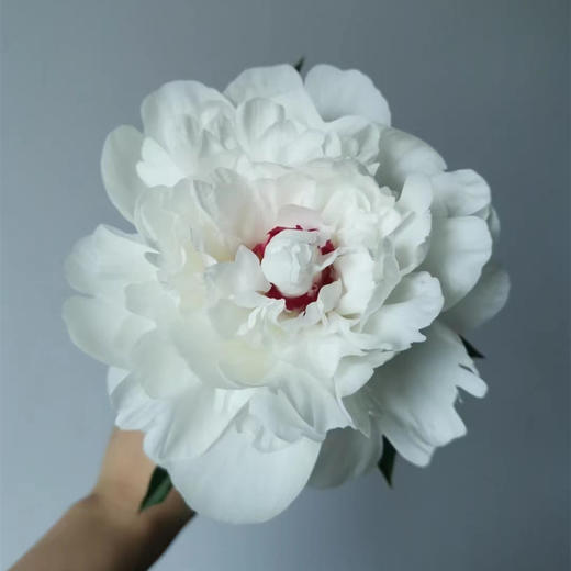 精品花材嘉年华芍药5支 商品图1