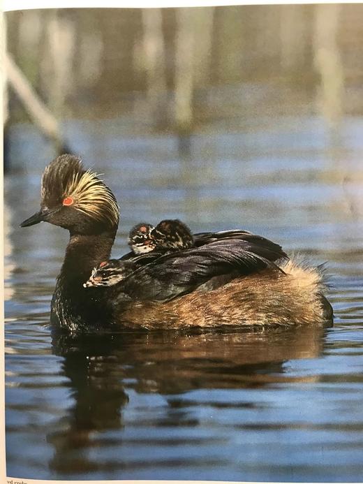奥杜邦协会北美鸟类图鉴 1675幅插图 精装16开 商品图6