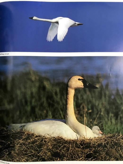 奥杜邦协会北美鸟类图鉴 1675幅插图 精装16开 商品图14