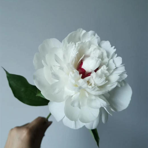 精品花材嘉年华芍药5支 商品图2