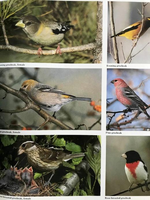 奥杜邦协会北美鸟类图鉴 1675幅插图 精装16开 商品图12