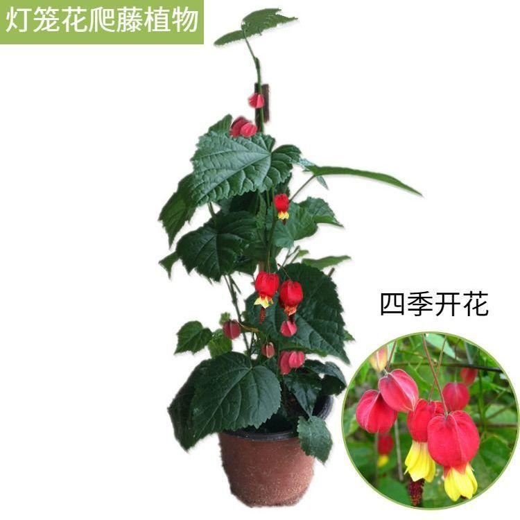 爬藤植物盆栽灯笼花苗蔓性风铃花四季开花花卉观花植物庭院花