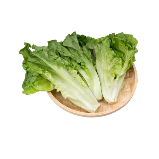 意大利生菜  Italian lettuce 商品图0
