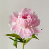 进口品种芍药花佩尔5支 商品缩略图4