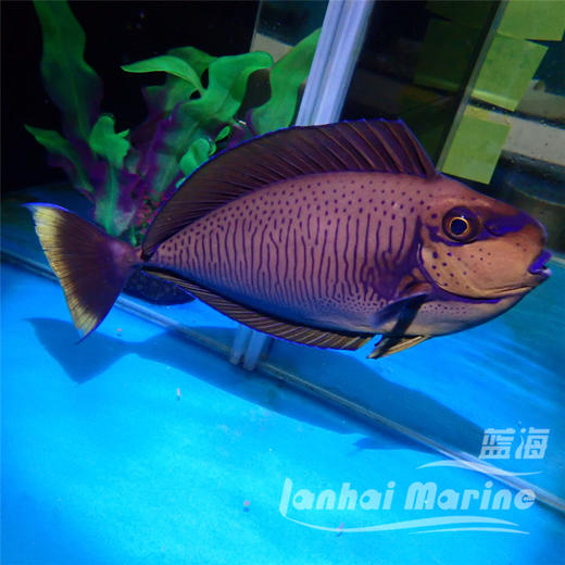 蓝点吊 商品图7