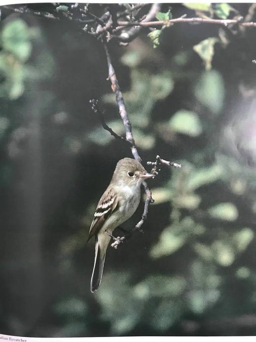 奥杜邦协会北美鸟类图鉴 1675幅插图 精装16开 商品图10