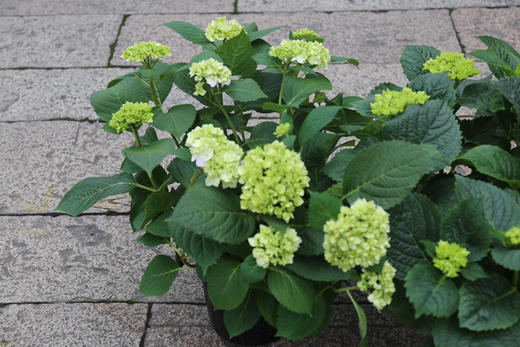 同城配送 庭院植物 草花系列（月季和绣球）（需提前一周预定）） 商品图2