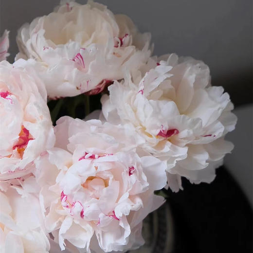 雪原红心芍药花买5支 商品图9