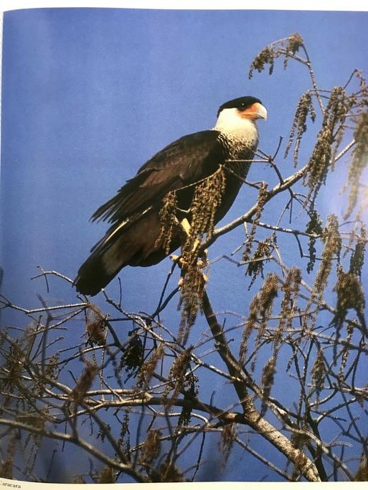 奥杜邦协会北美鸟类图鉴 1675幅插图 精装16开 商品图13