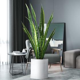 宜家好养的大型绿植！高级好看~