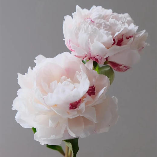 雪原红心芍药花买5支 商品图6