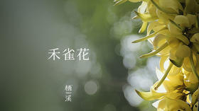 禾雀花——好似温润如玉的小鸟栖息在枝头|植物小课堂015