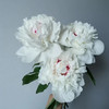 精品花材嘉年华芍药5支 商品缩略图0