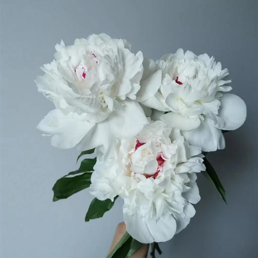 精品花材嘉年华芍药5支 商品图0