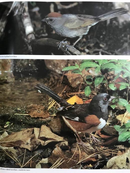 奥杜邦协会北美鸟类图鉴 1675幅插图 精装16开 商品图11