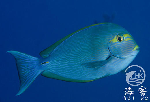 西瓜吊 商品图4