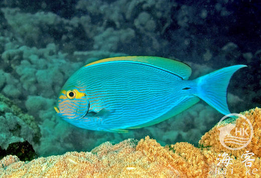 西瓜吊 商品图2