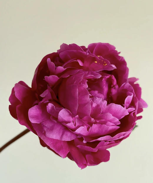 【爱你如初】芍药  - 红富士 深玫红色  10枝/扎 商品图1