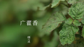 广藿香——芳疗界最著名的定香剂 | 植物小课堂004
