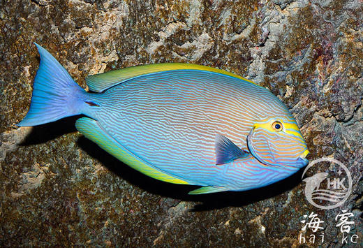 西瓜吊 商品图1