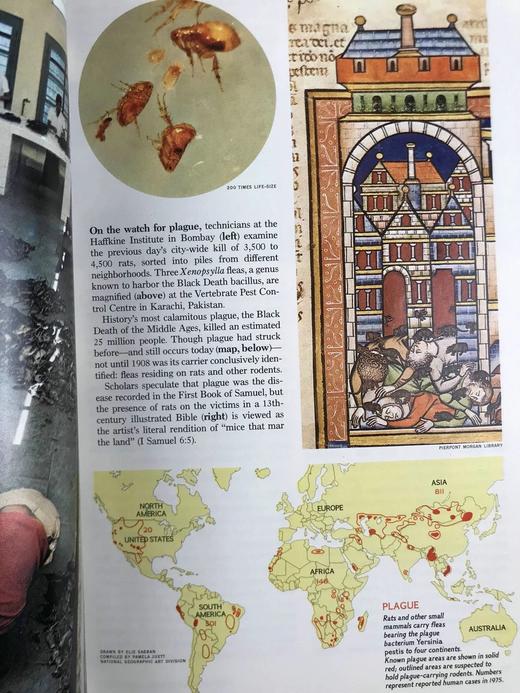 1977年下半年 国家地理杂志 约千幅彩色插图 精装16开 商品图12