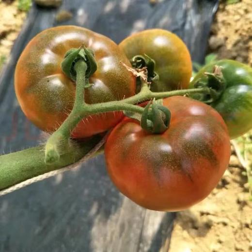 戴安娜草莓西红柿，有机种植，脆甜！多汁！番茄中的“劳斯莱斯”，番茄味浓郁，肉质细腻~ 商品图4