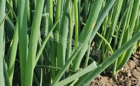 大葱什么时候种比较合适