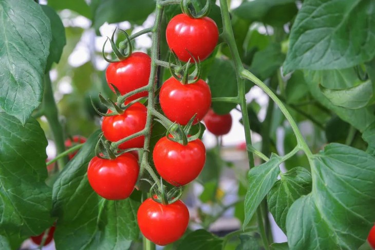 西红柿.jpg 图片