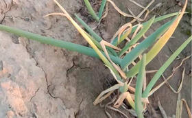 大葱干尖是怎么回事？用什么药能治？