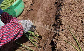 第一年种葱有哪些注意事项