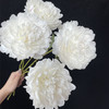 精品杨妃出浴芍药5支 商品缩略图3